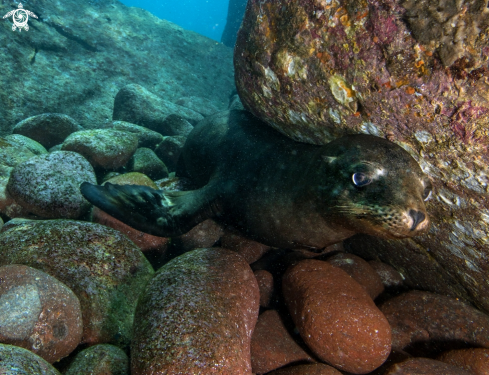 A California sea lion