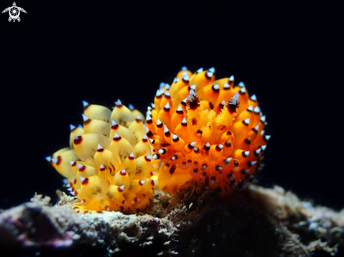 A Janolus sp. | Nudibranch