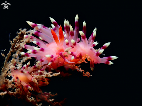 A Coryphellina exoptata | Nudibranch