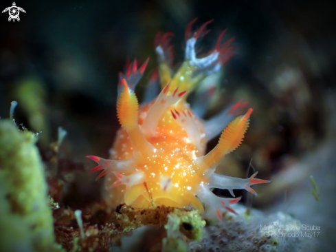 A Nudibranch