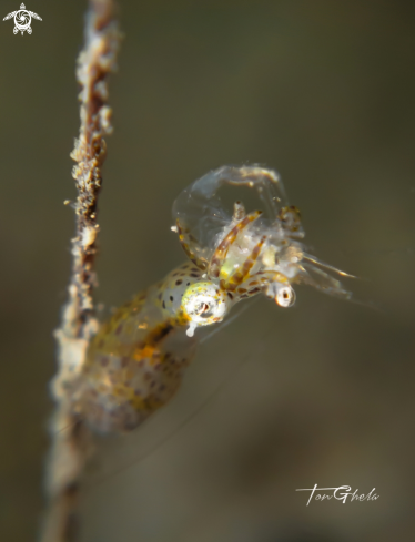 A Pygmy Squid