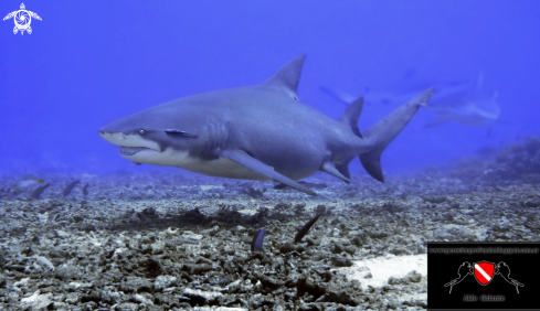 A (Negaprion brevirostris) | Lemon Shark