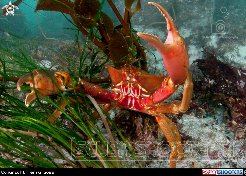 A northern kelp crab