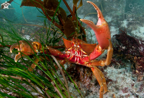 A northern kelp crab