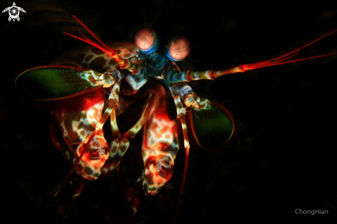 A Peacock Mantis Shrimp