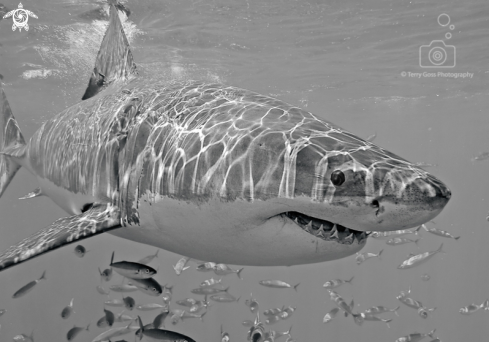 A Carcharodon carcharias | white shark