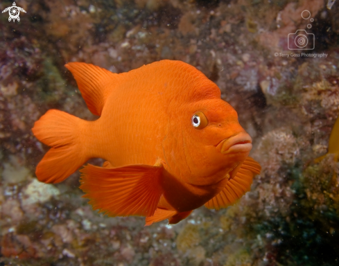 A Hypsypops rubicundus | garibaldi