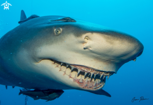 A Lemon Shark