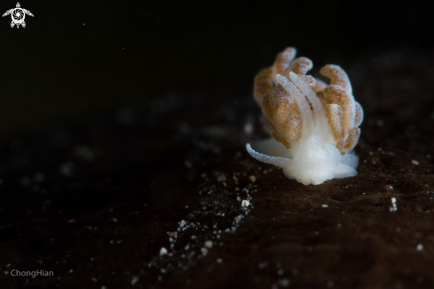 A Nudibranch | Nudibranch