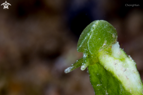 A Nudibranch