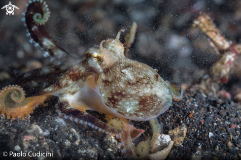 A Coconut Octopus