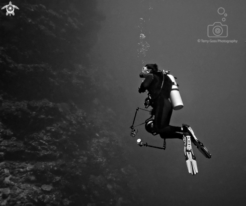 A (homo sapiens) | (diver)