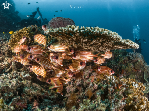 A Tropical fish beneath Table coral