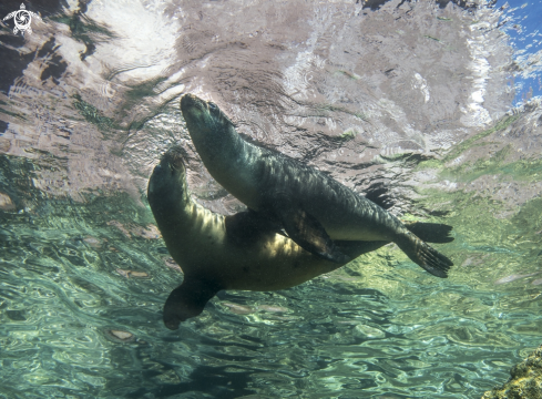 A Sea lions 