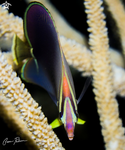 A Triangular Butterflyfish