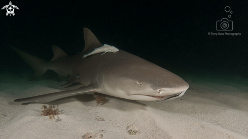 A lemon shark