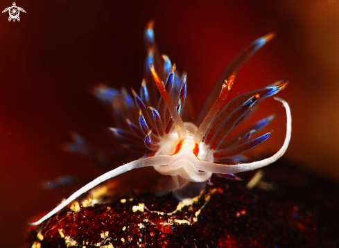 A Cratena peregrina | Flabellina