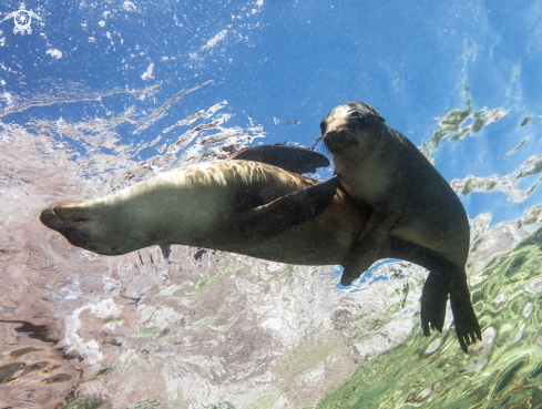 A California sea lions