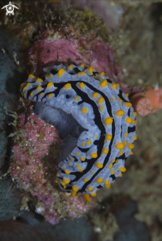 A Phyllidia exquisita