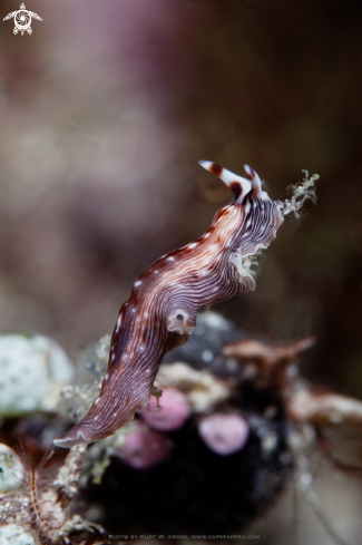 A Flatworm