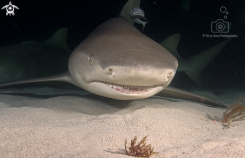 A lemon shark