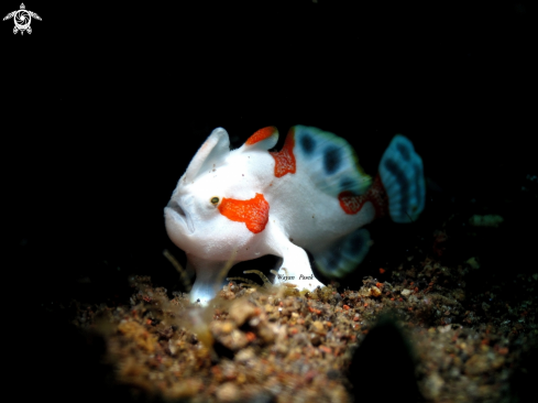 A Frogfish