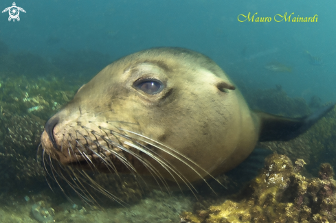 A Sealion