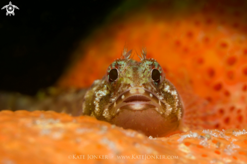 A Cape Triplefin