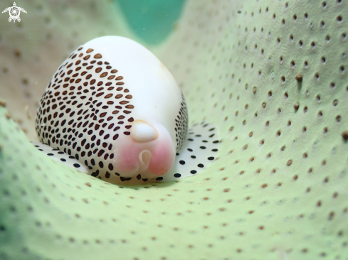 A Calpurnus verrucosus | Little Egg Cowry