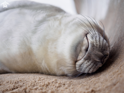 A Grey Seal (pup) - Halichoerus grypus  