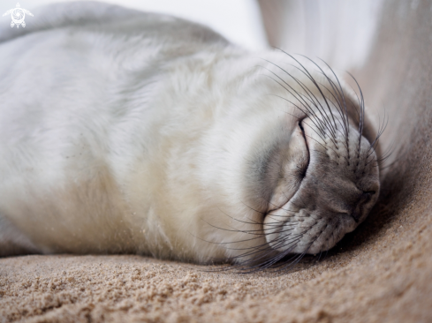 A Halichoerus grypus   | Grey Seal (pup) - Halichoerus grypus  