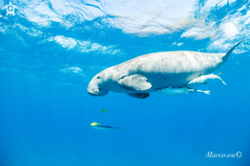 A Dugong 