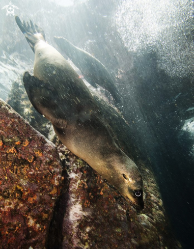 A California sea lion