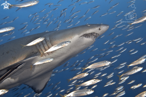 A Carcharias taurus | sand tiger shark