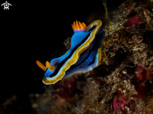 A Chromodoris Annae | Nudibranch 