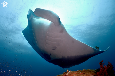 A Manta Ray