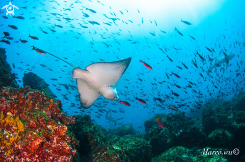 A eagle ray 