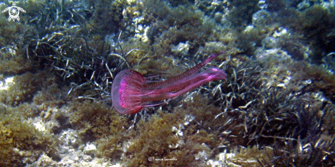 A Pelagia noctiluca | Jellyfish