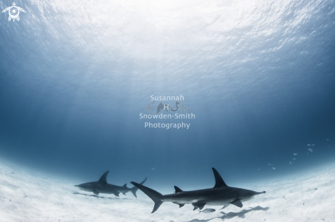 A Sphyrna mokarran | Great Hammerhead