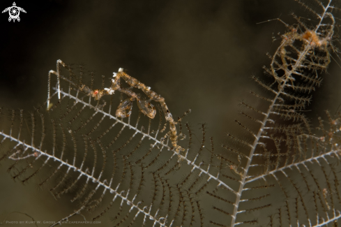 A Skeleton Shrimp