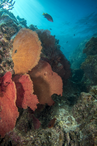 A Coral reef