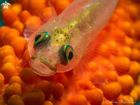 A Bryaninops | Goby