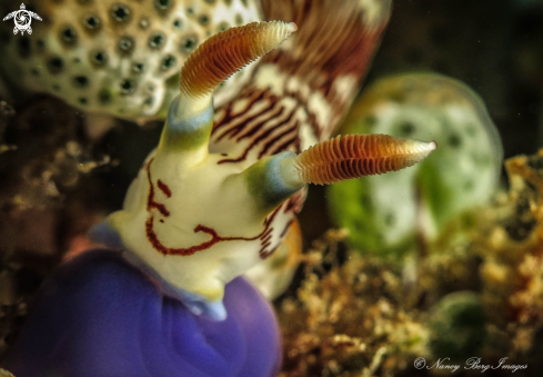 A Nudibranch