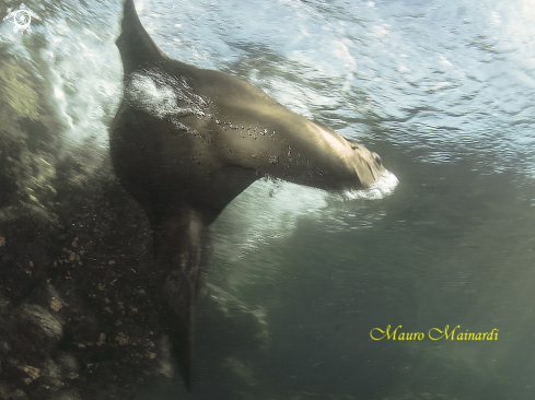 A Sealion