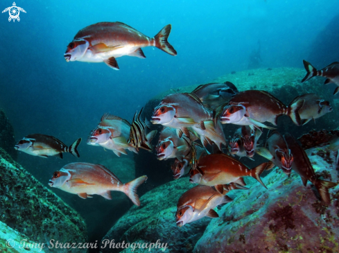 A Enoplosus armatus and Morwong fuscus | Old wives with red morwong