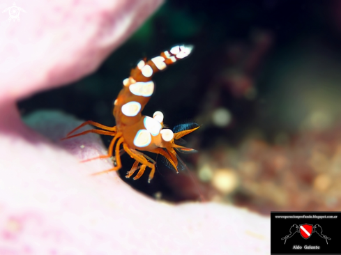 A Thor Amboinensis Shrimp | Squat Anemone Shrimp or Sexy Shrimp