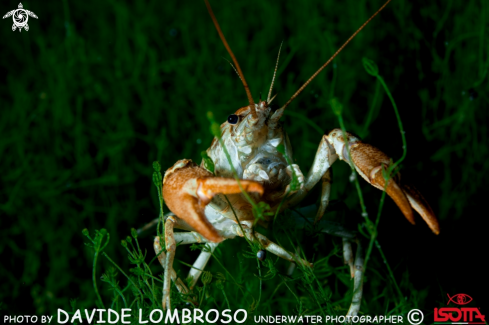 A lake shrimp