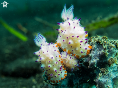 A Mexichromis multituberculata | Mexichromis à papilles pourpres