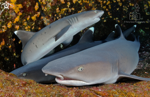 A whitetip reef shark