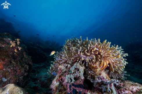 A Sea Anemone